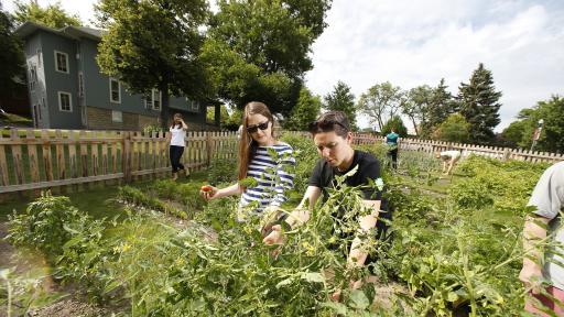 students harvesting from a garden